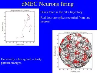 dMEC Neurons firing