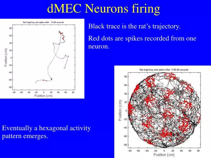 dmec neurons firing