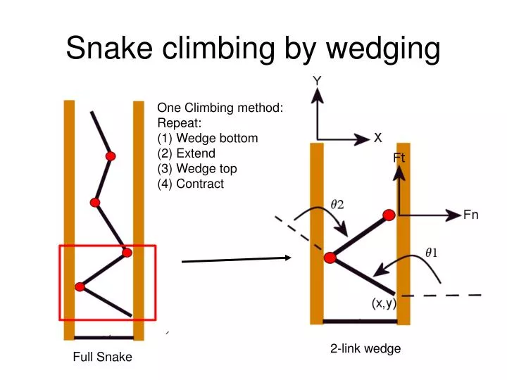 snake climbing by wedging