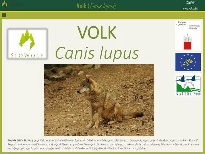 volk canis lupus