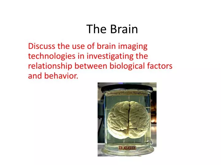 the brain