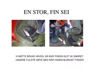 en stor fin sei