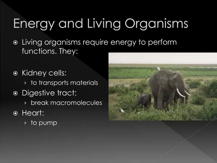 energy and living organisms