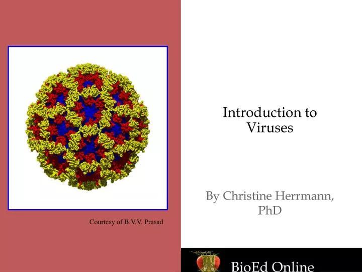 introduction to viruses