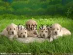 有趣的观察 - slide 1