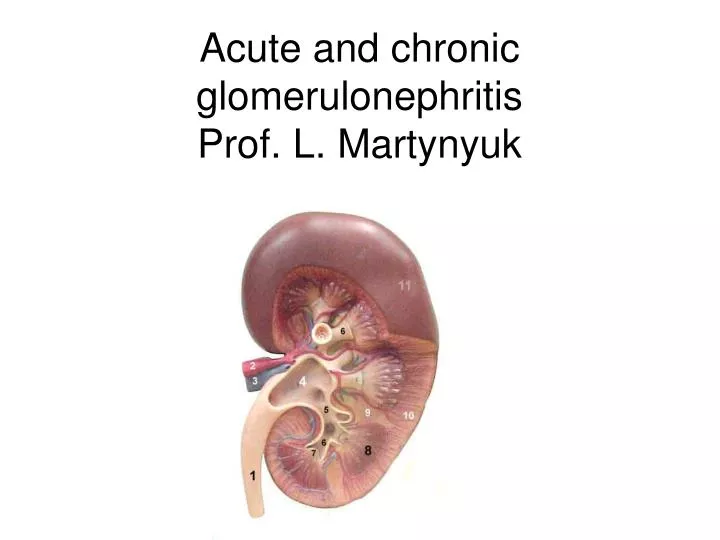 acute and chronic glomerulonephritis prof l martynyuk