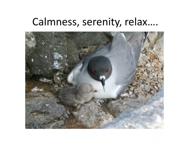 calmness serenity relax