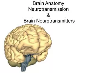 Brain Anatomy Neurotransmission &amp; Brain Neurotransmitters