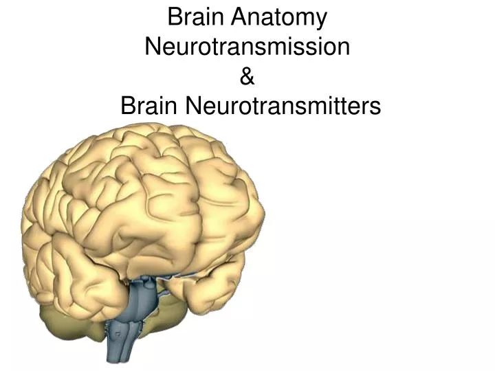 brain anatomy neurotransmission brain neurotransmitters