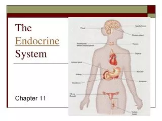 The Endocrine System