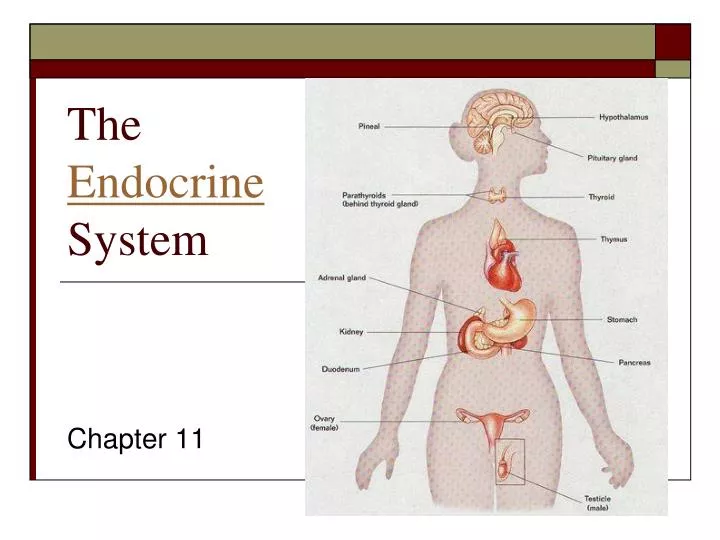 the endocrine system