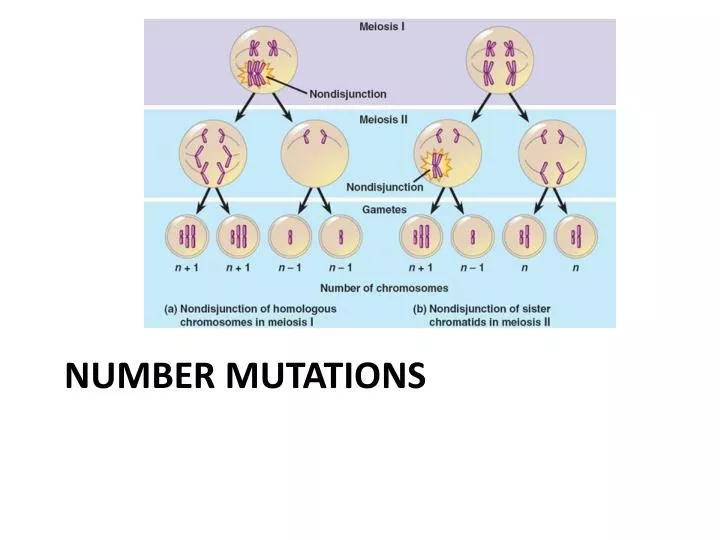 number mutations