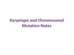 Karyotype and Chromosomal Mutation Notes - slide 1