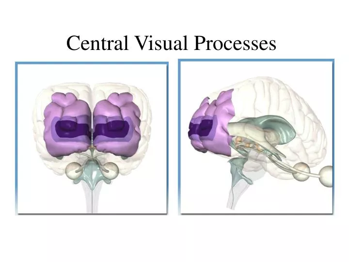 central visual processes