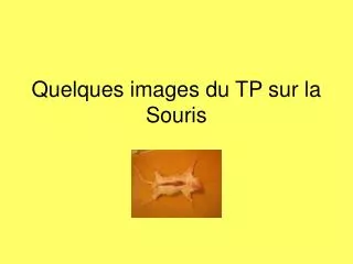 quelques images du tp sur la souris