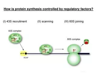 How is protein synthesis controlled by regulatory factors?