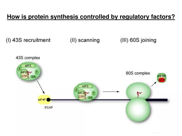 how is protein synthesis controlled by regulatory factors