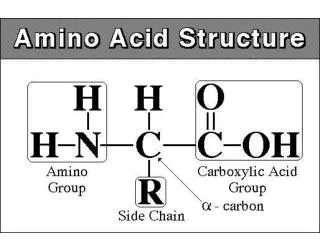 Protein Synthesis (Gene Expression) Notes Proteins (Review)