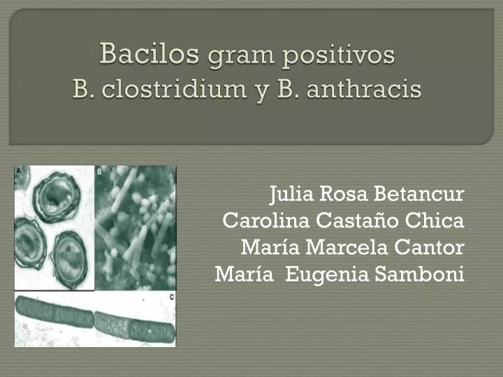 bacilos gram positivos b clostridium y b anthracis