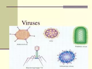 Viruses