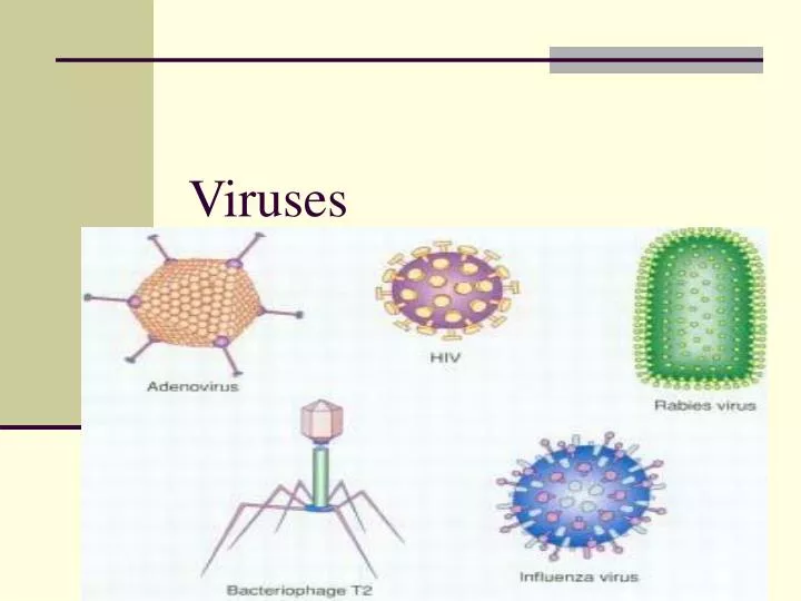 viruses