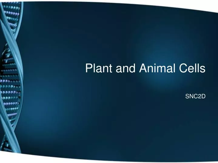 plant and animal cells