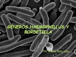 g neros haemophillus y bordetella