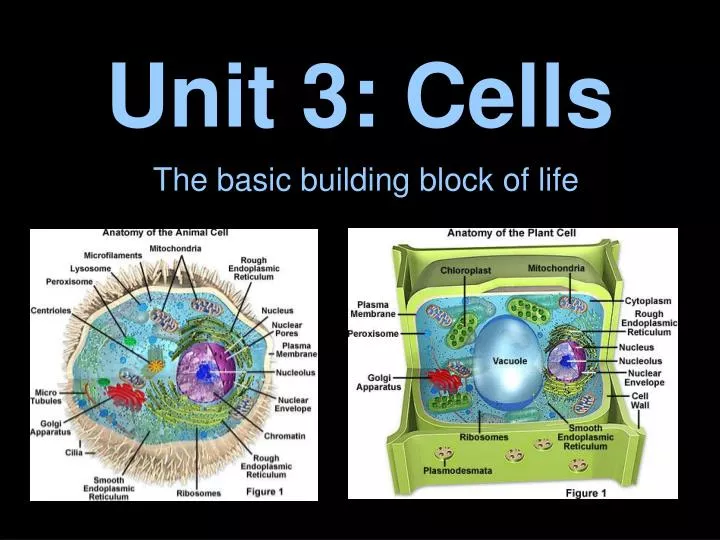 unit 3 cells