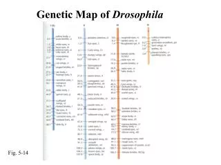 Genetic Map of Drosophila