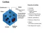 Understanding Cartilage: Structure, Properties, and Growth Mechanisms - slide 1