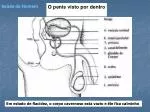 O penis visto por dentro - slide 1