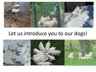 Let us introduce you to our dogs!