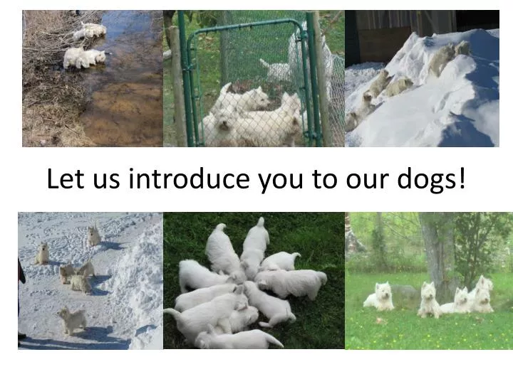 let us introduce you to our dogs