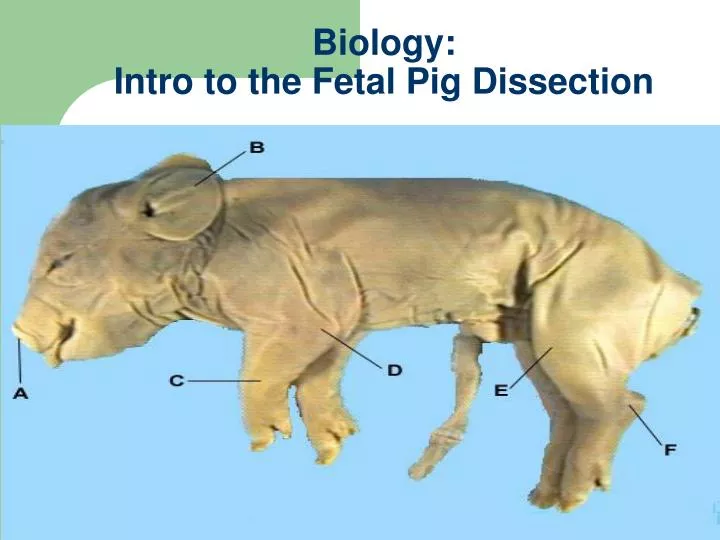 biology intro to the fetal pig dissection