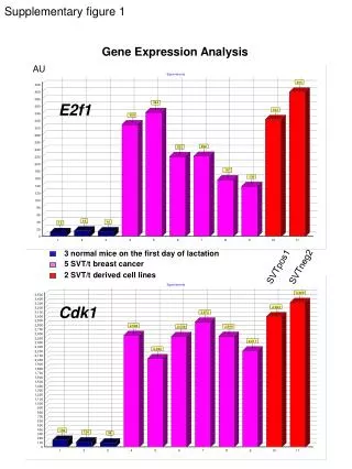 2 SVT/t derived cell lines