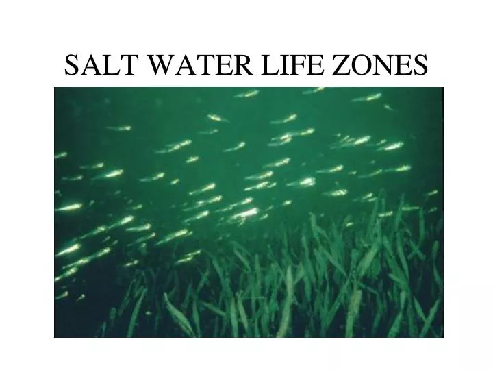 salt water life zones