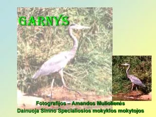 garnys