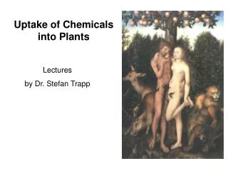 Uptake of Chemicals into Plants