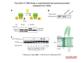 F Wang et al. Nature 000 , 1-4 (2014) doi:10.1038/nature13471