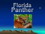 Panther - slide 1
