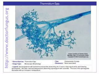 Thamnidium Spp .