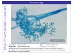 Thamnidium Spp . - slide 1