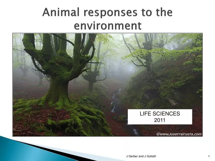 animal responses to the environment