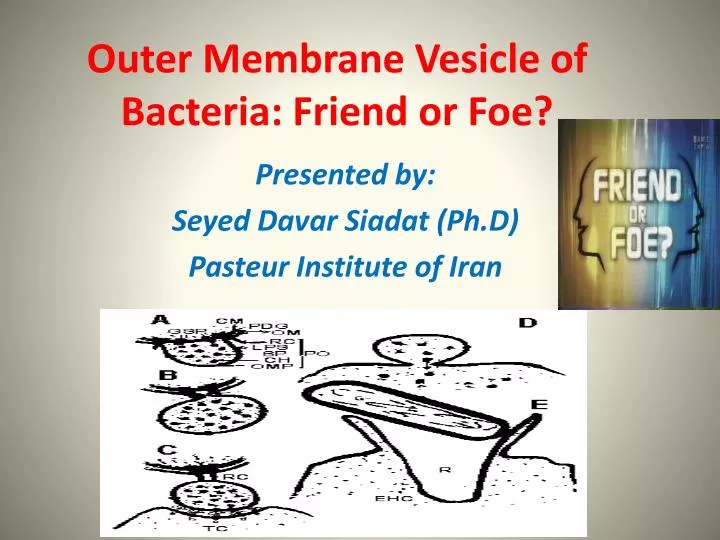 outer membrane vesicle of bacteria friend or foe