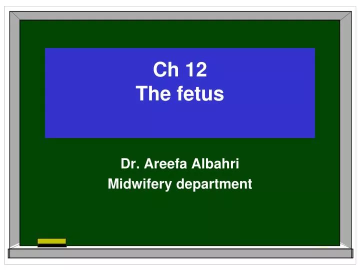 ch 12 the fetus