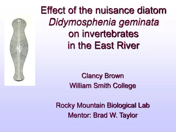 effect of the nuisance diatom didymosphenia geminata on invertebrates in the east river