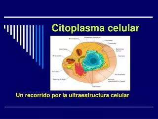 citoplasma celular