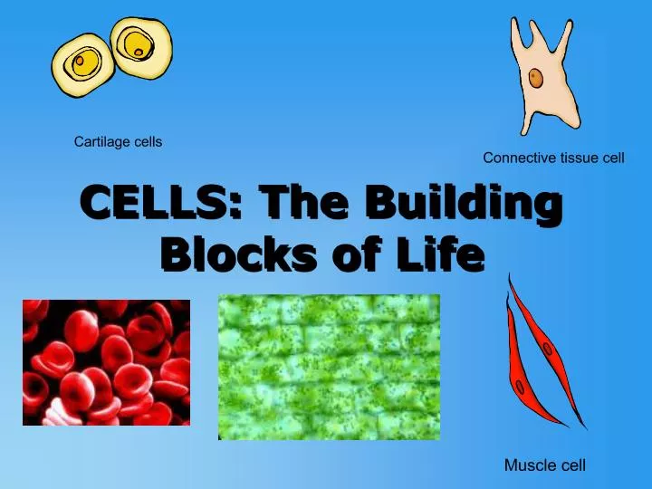 cells the building blocks of life