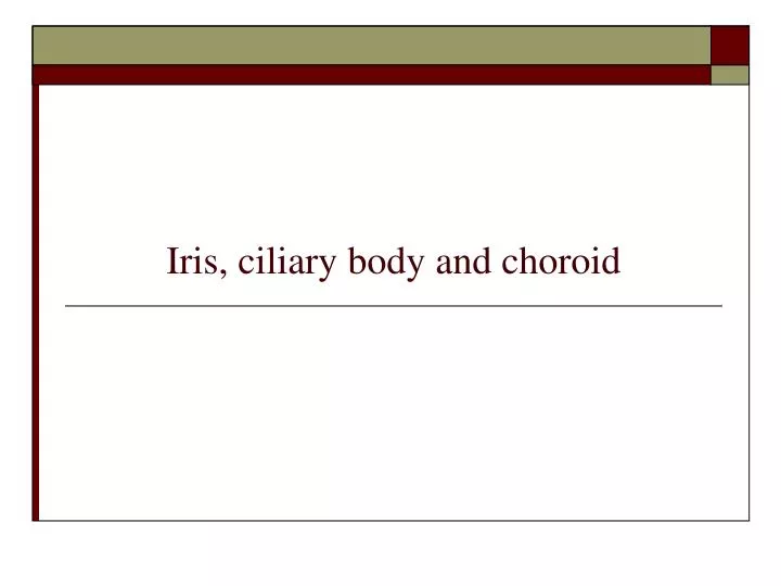 iris ciliary body and choroid