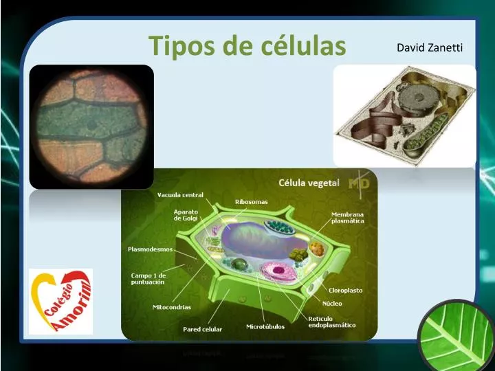 tipos de c lulas